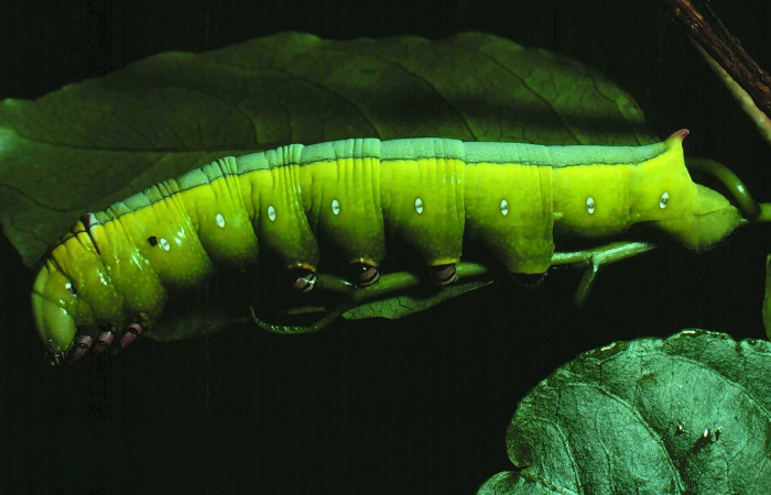 Fig. 25. Vista lateral de larva de <i>Erinnyis ello</i> (Sphingidae). Voucher: 81-SRNP-48-DHJ1642.jpg