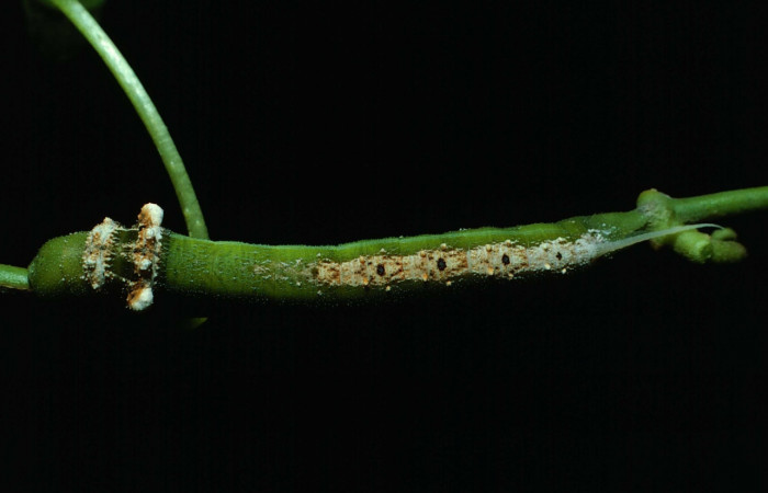Fig. 3. Vista dorsal completa de <i>Erinnyis lassauxii</i> (Sphingidae). Voucher: 84-SRNP-682-DHJ7585.jpg