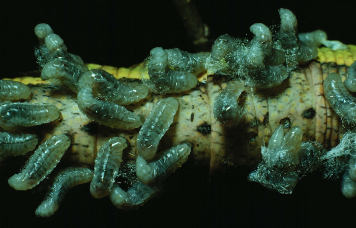 Fig. 37. Vista de parásitos (Braconidae) <i>Microplitis figueresi</i> en <i>Erinnyis ello</i> (Sphingidae). Voucher: 84-SRNP-683- DHJ7599.jp