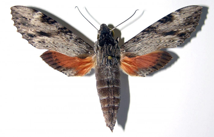 Fig. 21. Vista dorsal de adulto <i>Erinnyis oenotrus</i> (Sphingidae). Voucher: 85-SRNP-219- DHJ95332.jpg