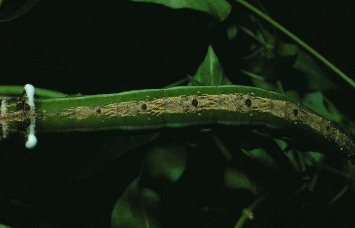 Fig. 11. Vista dorsal de <i>Erinnyis lassauxii</i> (Sphingidae). Voucher: 87-SRNP-1319-DHJ10377.jpg        