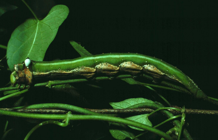Fig. 8. Vista lateral de <i>Erinnyis lassauxii</i> (Sphingidae). Voucher: 87-SRNP-1319-DHJ10382.jpg     