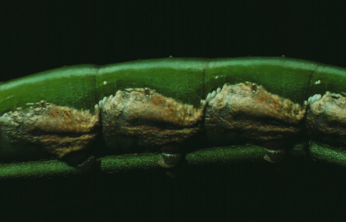 Fig. 9. Vista lateral central de <i>Erinnyis lassauxii</i> (Sphingidae). Voucher: 87-SRNP-1319-DHJ10386.jpg