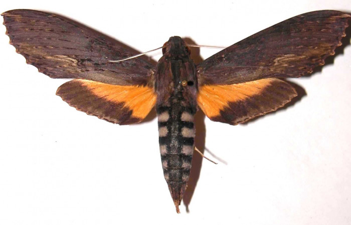 Fig. 24. Vista dorsal de adulto de <i>Erinnyis alope</i> (Sphingidae). Voucher: 97-SRNP-3347- DHJ35692.jpg