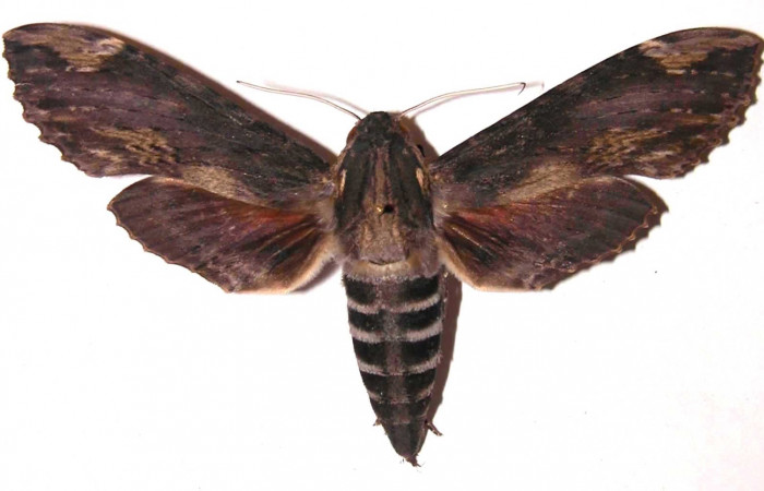 Fig. 16. Vista dorsal de adulto hembra de <i>Erinnyis lassauxii</i> (Sphingidae). Voucher: 99-SRNP-11676-DHJ35836.jpg