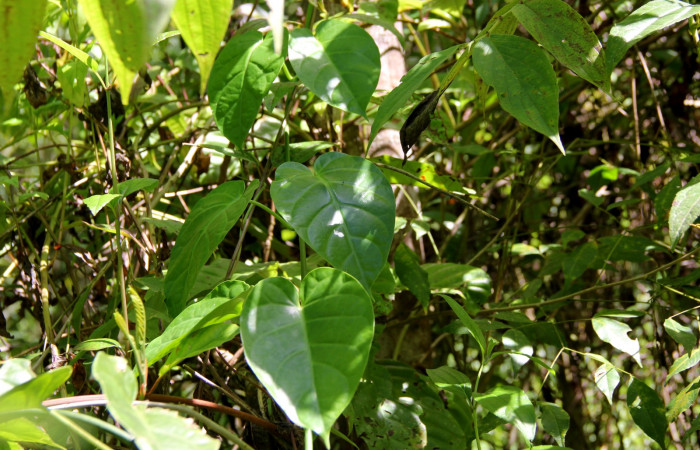 Fig.41. Planta hospedera de <i>Erinnyis lassauxii</i> (Sphingidae) <i>Macroscepis obovata</i> (Asclepiadaceae)