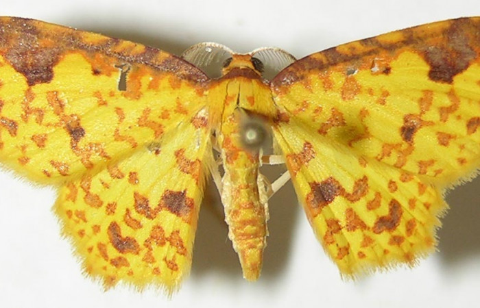 Figura 26. Adulto de, <i>Eois dibapha</i> (hembra), (Geometridae). (08-SRNP-36389- DHJ505812).