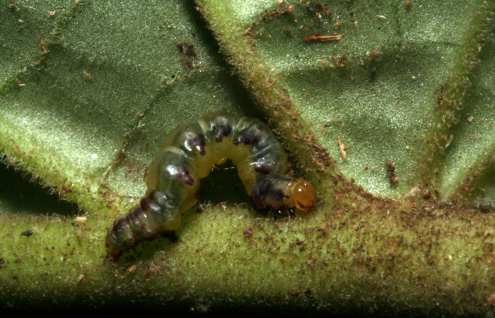 Figura 13. Detalle dorsal, <i>Eois</i> Janzen49 (Geometridae). (10-SRNP-41555- DHJ472913).
