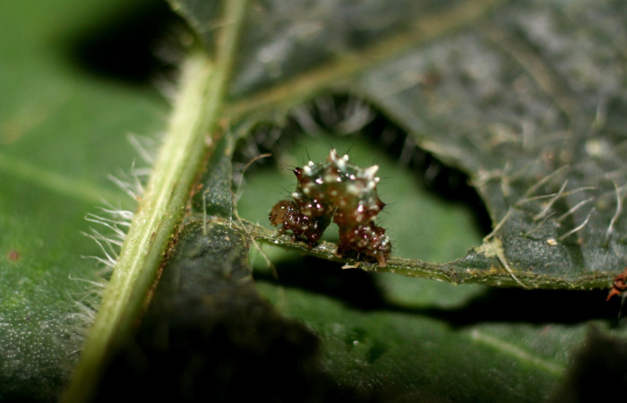 Figura 14. Detalle dorsal, <i>Eois</i> Janzen21 . (10-SRNP-71706-DHJ479265).