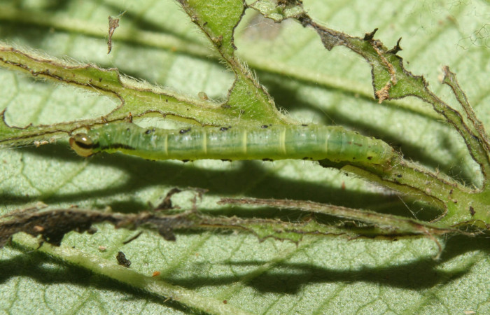 Figura 6. Detalle dorsal <i>Eois dibapha</i> (Geometridae). (13- SRNP-70119-DHJ702077).
