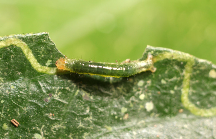 Figura 3. Detalle dorsal, <i>Eois dibapha</i> (Geometridae). (18-SRNP-35858-DHJ769185).