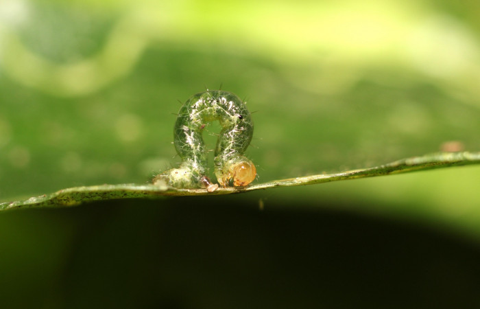 Figura 2. Detalle lateral, <i>Eois dibapha</i> (Geometridae). (18SRNP-35858-DHJ769186).