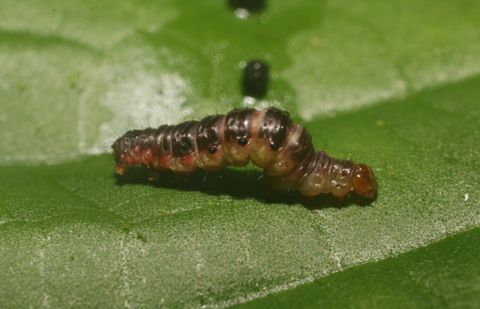 Figura 19. Detalle de prepupa, <i>Eois dibapha</i> (Geometridae). (18-SRNP-80997- DHJ753233).
