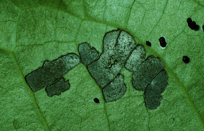 Figura 7. Detalle de raspado de la alimentación <i>Eois dibapha</i> (Geometridae). (90-SRNP-1987- DHJ13188).