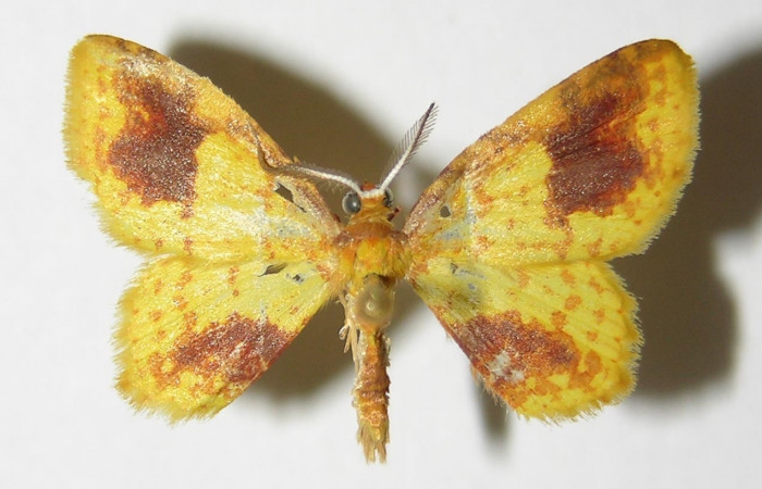 Figura 28. Adulto de, <i>Eois dibapha</i> (macho), (Geometridae). (98-SRNP-2002- DHJ325820).