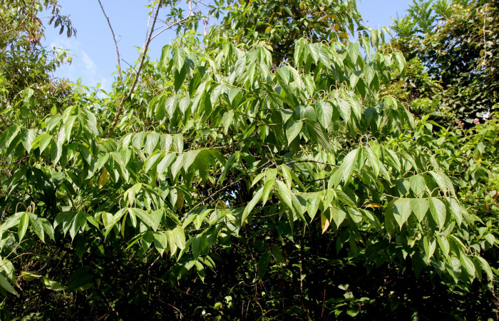 Fig 1. Unas de las planta hospedera donde más se alimenta <i>Eois dibapha</i> (Geometridae) <i>Piper santi-felicis</i> (Piperaceae). Foto de Minor Carmona. Set, 2020.