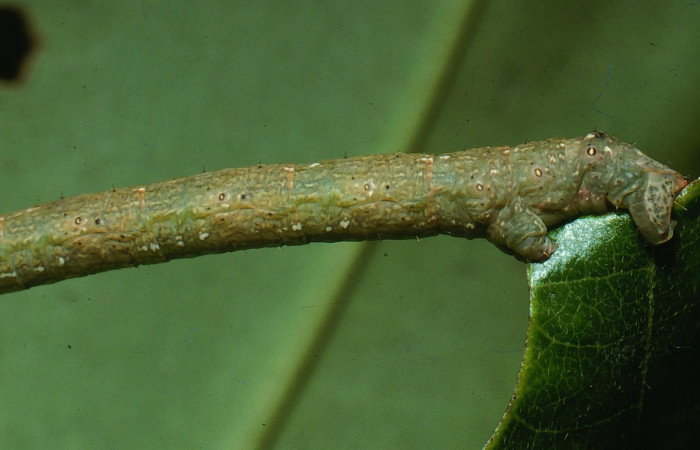 Figura 10.Lateral parte posterior <i>Glena</i> Janzen05 (Geometridae).Sector San Cristobal, Cementerio Viejo, (elevación 570 metros).Colectada 29 julio 2003.(03-SRNP-7551-DHJ74893.jpg).