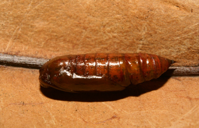Figura 12. Pupa  <i>Glena</i> Janzen05 (Geometridae).Sector Pitilla, Medrano, (elevación 380 metros). 17 febrero 2014. (14-SRNP-70397-DHJ722261.jpg).