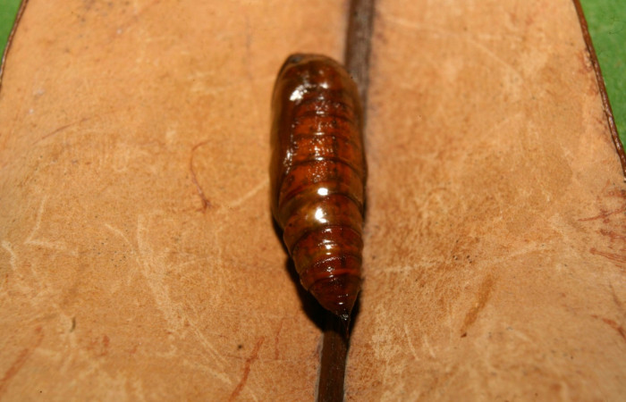 Figura 13. Pupa  <i>Glena</i> Janzen05 (Geometridae).Sector Pitilla, Medrano, (elevación 380 metros). 17 febrero 2014. (14-SRNP-70397-DHJ722263.jpg).