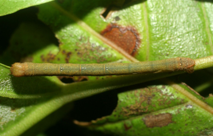 Figura 14. Dorsal entero <i>Glena</i> Janzen05 (Geometridae). Sector Pitilla, Casa Roberto, (elevación 520 metros). Colectada 1 julio 2007. (07-SRNP-32662-DHJ433602.jpg).