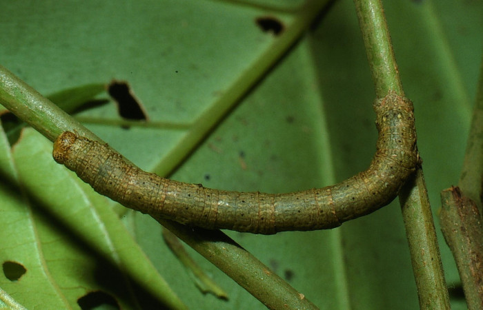 Figura 15. Dorsal entero <i>Glena</i> Janzen04 (Geometridae). Sector San Cristobal, Sendero Carmona, (elevación 670 metros). Colectada 29 julio 2003. (03-SRNP-7534-DHJ74842.jpg).