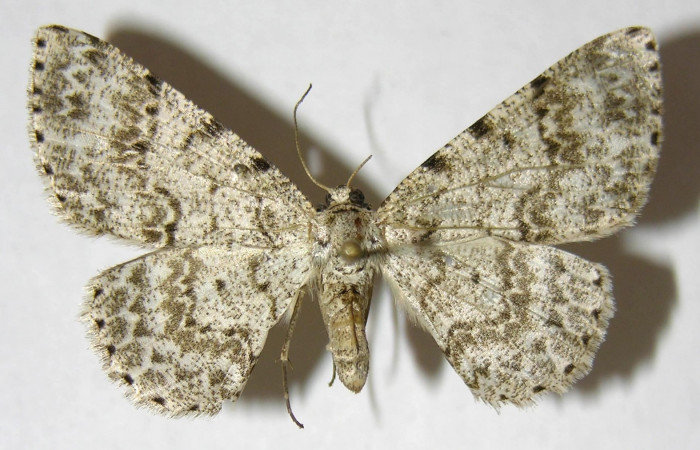 Figura 17. Adulto de <i>Glena</i> Janzen05 (Geometridae), posición dorsal. (06-SRNP-31386-DHJ344516).