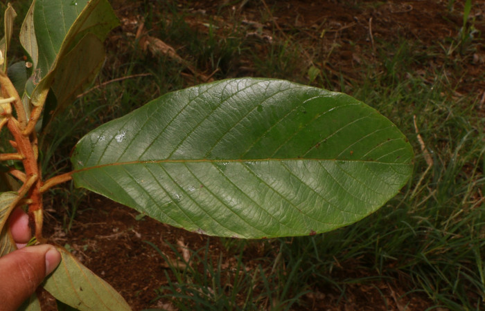Figura 20. Planta hospedera de larva <i>Glena</i> Janzen04, (Geometridae), <i>Clethra lanata</i> (Clethraceae)</i>, posición hoja. Foto Jorge Hernández, 6 Junio 2020.