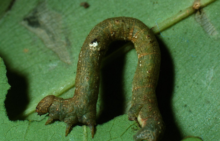 Figura 3.Lateral entero <i>Glena</i> Janzen05 (Geometridae).Sector San Cristóbal, Cementerio Viejo, (elevación 570 metros).Colectada 29 julio 2003.(03-SRNP-7551-DHJ74896.jpg).