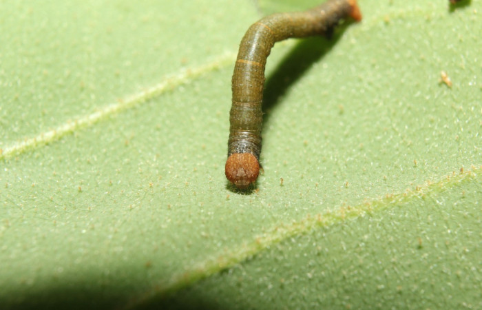Figura 4. Cabeza <i>Glena</i> Janzen05 (Geometridae).Sector Pitilla, Sendero Manguera, (elevación 470 metros).Colectada 7 abril 2017.(17-SRNP-70883-DHJ737362.jpg).