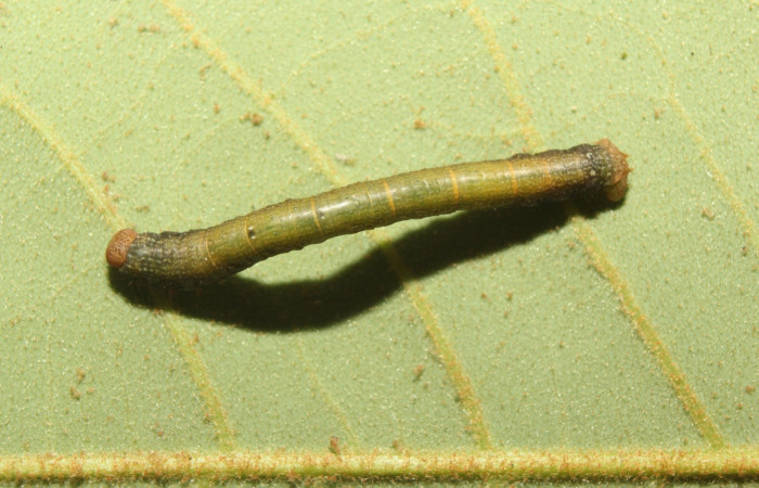 Figura 5. Dorsal central <i>Glena</i> Janzen05 (Geometridae).Sector Pitilla, Sendero Manguera, (elevación 470 metros).Colectada 7 abril 2017.(17-SRNP-70883-DHJ737372.jpg).