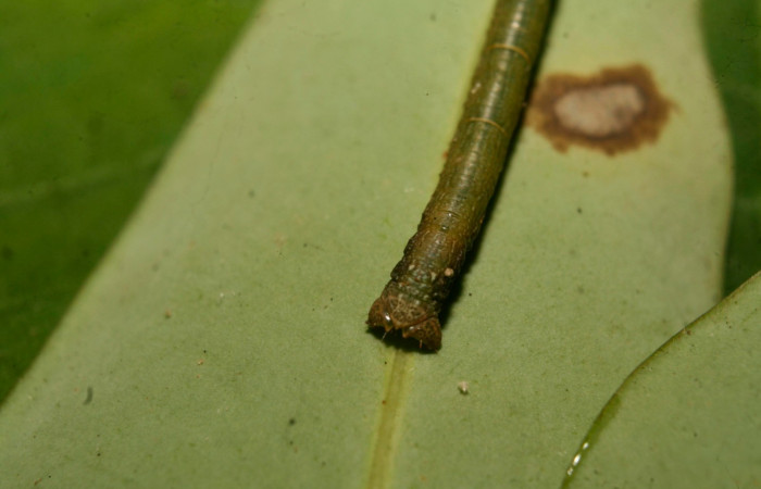 Figura 6. Parte posterior <i>Glena</i> Janzen05 (Geometridae).Sector Pitilla, Medrano, (elevación 380 metros).Colectada 17 febrero 2014.(14-SRNP-70397-DHJ722073.jpg).