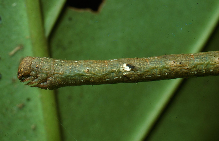 Figura 9.Lateral tórax <i>Glena</i> Janzen05 (Geometridae).Sector San Cristobal, Cementerio Viejo, (elevación 570 metros).Colectada 29 julio 2003.(03-SRNP-7551-DHJ74892.jpg).