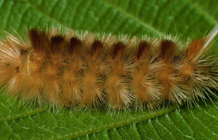 Figura. 13 Larva <i>Symphlebia ipsea</i> (Erebidae), posición dorsal alimentándose en <i>Clethra lanata</i>, (Clethraceae). (99-SRNP-282-DHJ50097.jpg).