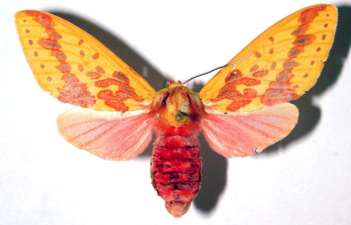 Figura 14. Adulto <i>Symphlebia ipsea</i> (Erebidae), vista dorsal. (96-SRNP-10100-DHJ39096).