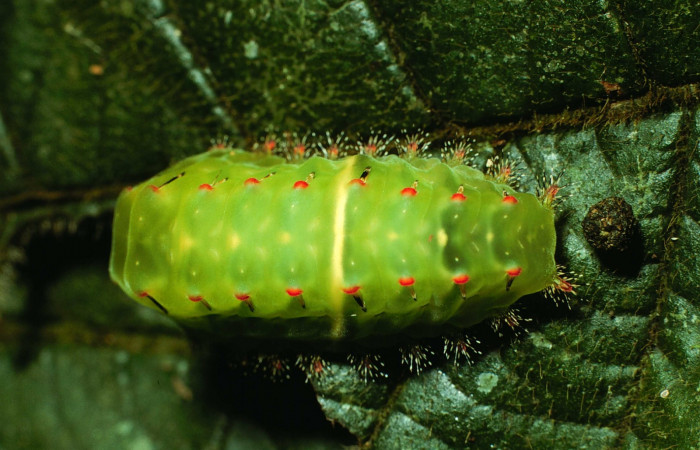 Figura. 15 Larva <i>Natada lalogamezi</i> (Limacodidae), posición dorsal alimentándose en <i> Clethra lanata</i>, (Clethraceae). (02-SRNP-708-DHJ64386.jpg).