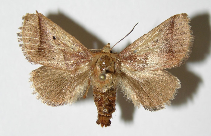 Figura 16. Adulto <i>Natada lalogamezi</i> (Limacodidae), vista dorsal. (96-SRNP-10100-DHJ39096).