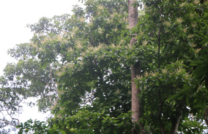 Figura.1 Habitat, <i>Clethra lanata</i>, (Clethraceae). Area de Conservación Guanacaste, Sector Rincón Rain Forest, Estación leiva, Sendero Jacobo, (elevación 461 metros) colectada el 6 de junio 2020. Foto, Jorge Hernández.