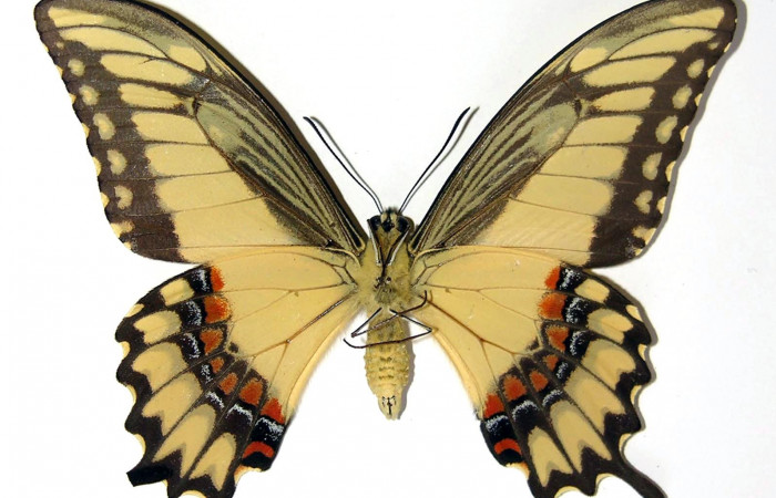 Figura 18. Adulto de <i>Heraclides pallas</i> (Papilionidae) macho mide 87 milímetros, posición ventral. Voucher: 02-SRNP-16317-DHJ97423.