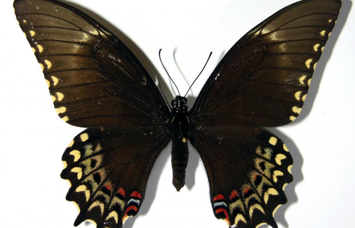 Figura 19. Adulto de <i>Heraclides pallas</i> (Papilionidae) hembra mide 89 milímetros, posición normal parte enfocada dorso. Voucher: 02-SRNP-16589-DHJ97418.