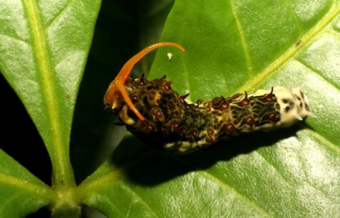 Figura 2. Larva <i>Heraclides tolmides</i> (Papilionidae), último estadio posición frontal, mide 37 mm aproximadamente. Planta hospedera <i>Angostura granulosa</i> (Rutaceae). Voucher: 05-SRNP-34544-DHJ405952.jpg