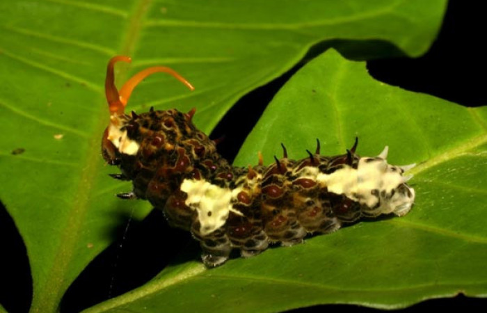 Figura 3. Larva <i>Heraclides tolmides</i> (Papilionidae), último estadio posición lateral, mide 37 mm aproximadamente. Planta hospedera <i>Angostura granulosa</i> (Rutaceae). Voucher: 05-SRNP-34544-DHJ405953.jpg