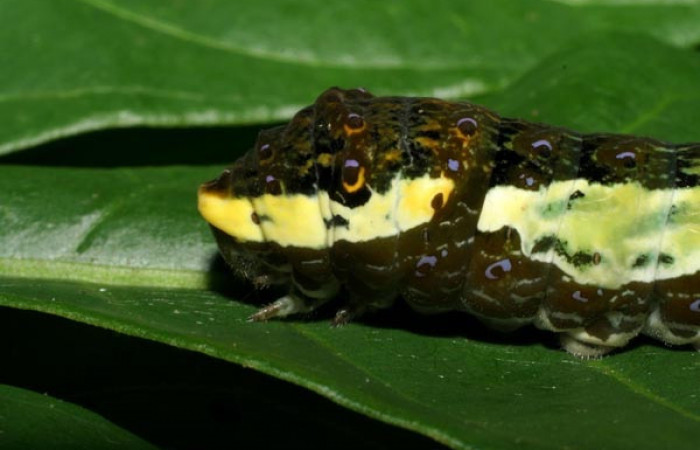 Figura 5. Larva <i>Heraclides pallas</i> (Papilionidae), último estadio posición lateral cabeza, mide 55 mm aproximadamente. Planta hospedera <i>Angostura granulosa)</i> (Rutaceae). Voucher: 06-SRNP-32089- DHJ413192.jpg.   