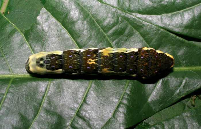 Figura 10. Larva <i>Heraclides pallas</i> (Papilionidae), último estadio posición dorsal, mide 55 mm aproximadamente. Planta hospedera <i>Angostura granulosa)</i> (Rutaceae). Voucher: 06-SRNP-32089-DHJ413199.jpg.
