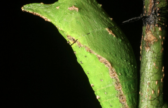 Figura 11. Pupa <i>Heraclides pallas</i> (Papilionidae), posición lateral, mide 36 mm aproximadamente. Planta hospedera <i>Angostura granulosa)</i> (Rutaceae). Voucher: 06-SRNP-45808-DHJ414939.jpg.