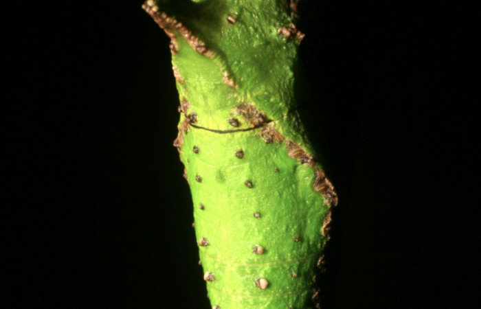 Figura 12. Pupa <i>Heraclides pallas</i> (Papilionidae), posición dorsal, mide 36 mm aproximadamente. Planta hospedera <i>Angostura granulosa)</i> (Rutaceae). Voucher: 06-SRNP-45808-DHJ414940.jpg.