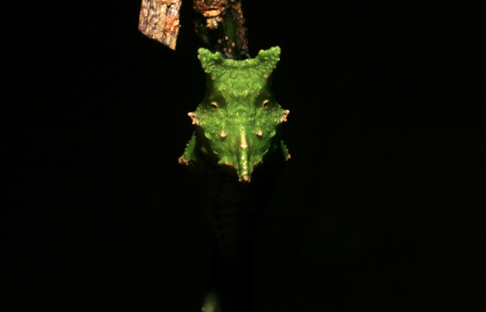 Figura 13. Pupa <i>Heraclides pallas</i> (Papilionidae), posición frontal, mide 36 mm aproximadamente. Planta hospedera <i>Angostura granulosa)</i> (Rutaceae). Voucher: 06-SRNP-45808-DHJ414944.jpg.