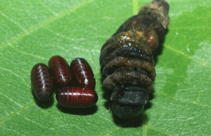Figura 21. Puparios de parásitos (Tachinidae), mide 6 milímetros, posición normal, que salieron de <i>Heraclides autocles</i> (Papilionidae). Voucher: 16-SRNP-71321-DHJ733251.jpg.