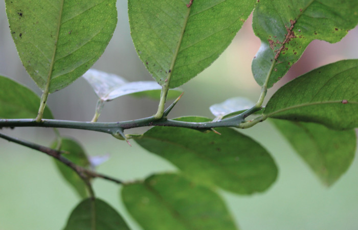 Figura 31.Plantas hospederas <i>Citrus limetta</i> (introducido), (Rutaceae). Donde se  está alimentando la larva de <i>Heraclides pallas</i> (Papilionidae), parte enfocada rama.