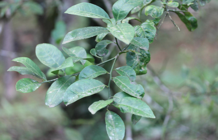 Figura 32.Plantas hospederas <i>Citrus limetta</i> (introducido), (Rutaceae). Donde se  está alimentando la larva de <i>Heraclides pallas</i> (Papilionidae), parte enfocada rama.