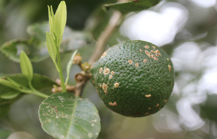 Figura 33.Plantas hospederas <i>Citrus limetta</i> (introducido), (Rutaceae). Donde se  está alimentando la larva de <i>Heraclides pallas</i> (Papilionidae), parte enfocada fruto.